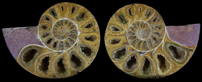 Cut & Polished, Agatized Ammonite Fossil - Jurassic #53813